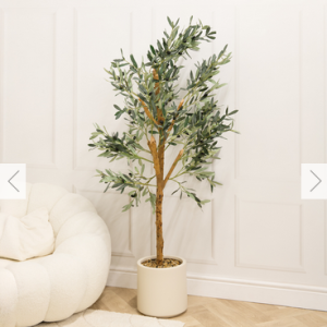 Olive Tree in Pot